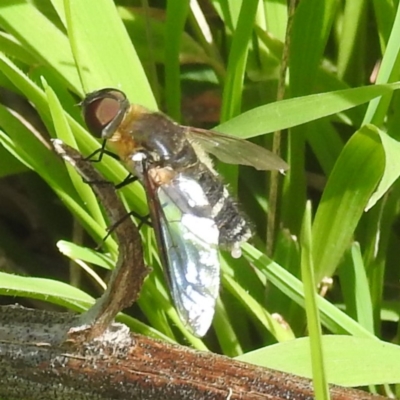 Villa sp. (genus) (Unidentified Villa bee fly) at Bullen Range - 6 Jan 2024 by HelenCross