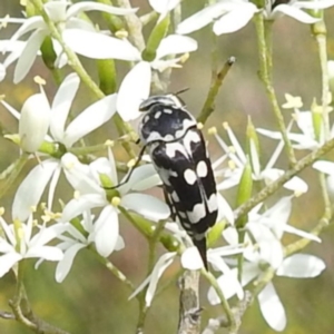 Hoshihananomia leucosticta at Bullen Range - 6 Jan 2024