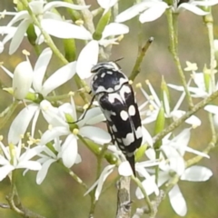 Hoshihananomia leucosticta (Pintail or Tumbling flower beetle) at Kambah, ACT - 6 Jan 2024 by HelenCross
