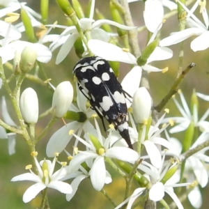 Hoshihananomia leucosticta at Bullen Range - 6 Jan 2024