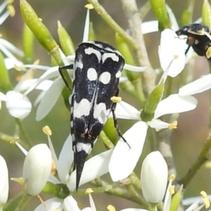 Hoshihananomia leucosticta at Bullen Range - 6 Jan 2024