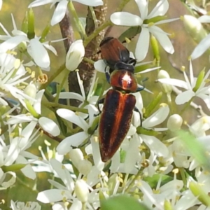 Selagis aurifera at Bullen Range - 6 Jan 2024