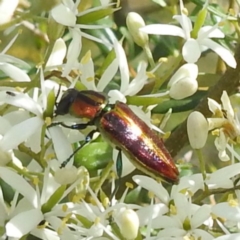 Selagis aurifera at Bullen Range - 6 Jan 2024 04:54 PM