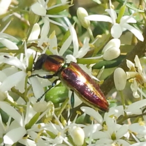 Selagis aurifera at Bullen Range - 6 Jan 2024