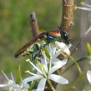 Selagis aurifera at Bullen Range - 6 Jan 2024