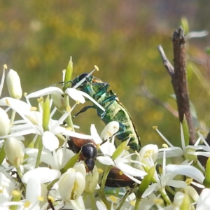 Selagis aurifera at Bullen Range - 6 Jan 2024