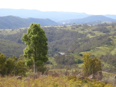 Brachychiton populneus (Kurrajong) at Bullen Range - 6 Jan 2024 by HelenCross