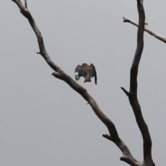 Eurystomus orientalis (Dollarbird) at Gigerline Nature Reserve - 5 Jan 2024 by RodDeb