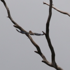 Eurystomus orientalis at Gigerline Nature Reserve - 5 Jan 2024