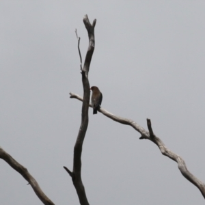 Eurystomus orientalis at Gigerline Nature Reserve - 5 Jan 2024