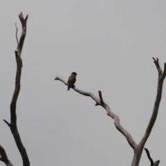 Eurystomus orientalis at Gigerline Nature Reserve - 5 Jan 2024