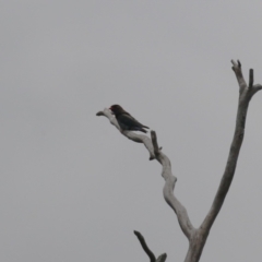 Eurystomus orientalis at Gigerline Nature Reserve - 5 Jan 2024