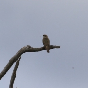 Chrysococcyx basalis at Tharwa, ACT - 5 Jan 2024