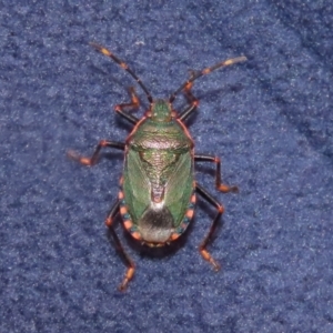 Notius depressus at Gigerline Nature Reserve - 5 Jan 2024