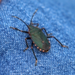 Notius depressus at Gigerline Nature Reserve - 5 Jan 2024