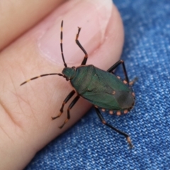 Notius depressus at Gigerline Nature Reserve - 5 Jan 2024