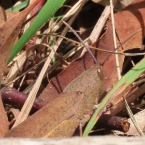 Goniaea australasiae at Gigerline Nature Reserve - 5 Jan 2024