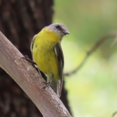 Eopsaltria australis (Eastern Yellow Robin) at Gigerline Nature Reserve - 5 Jan 2024 by RodDeb