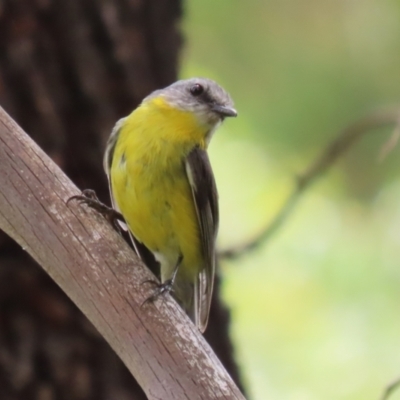 Eopsaltria australis (Eastern Yellow Robin) at Gigerline Nature Reserve - 5 Jan 2024 by RodDeb