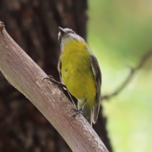 Eopsaltria australis at Gigerline Nature Reserve - 5 Jan 2024 01:01 PM