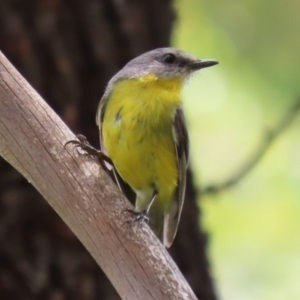 Eopsaltria australis at Gigerline Nature Reserve - 5 Jan 2024