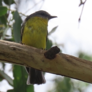 Eopsaltria australis at Gigerline Nature Reserve - 5 Jan 2024 01:01 PM