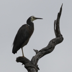 Egretta novaehollandiae (White-faced Heron) at Tharwa, ACT - 5 Jan 2024 by RodDeb