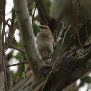 Cincloramphus mathewsi at Tharwa, ACT - 5 Jan 2024 12:22 PM