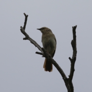 Cincloramphus mathewsi at Tharwa, ACT - 5 Jan 2024