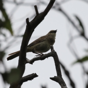 Cincloramphus mathewsi at Tharwa, ACT - 5 Jan 2024