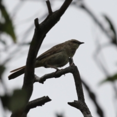 Cincloramphus mathewsi at Tharwa, ACT - 5 Jan 2024 12:22 PM