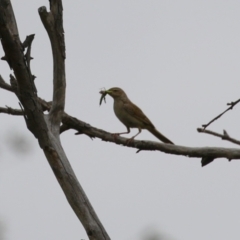 Cincloramphus mathewsi at Tharwa, ACT - 5 Jan 2024 12:22 PM