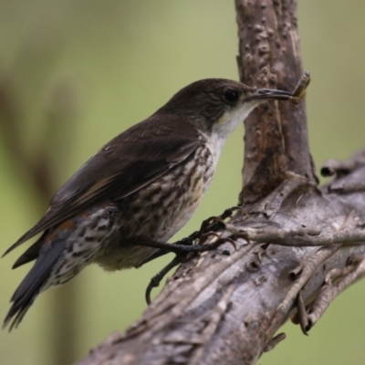 Cormobates leucophaea (White-throated Treecreeper) at Tharwa, ACT - 5 Jan 2024 by RodDeb