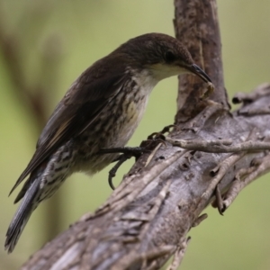 Cormobates leucophaea at Gigerline Nature Reserve - 5 Jan 2024 01:21 PM