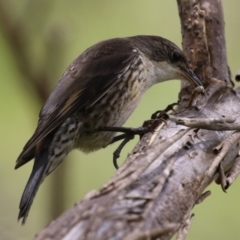 Cormobates leucophaea at Gigerline Nature Reserve - 5 Jan 2024