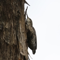 Cormobates leucophaea at Gigerline Nature Reserve - 5 Jan 2024 01:21 PM