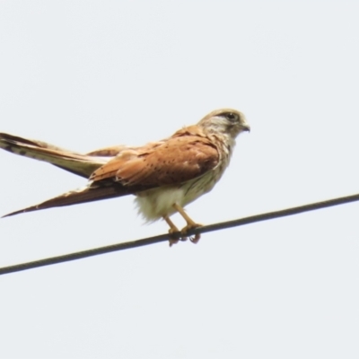Falco cenchroides (Nankeen Kestrel) at Tharwa, ACT - 5 Jan 2024 by RodDeb