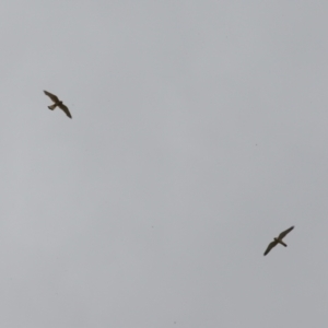 Falco cenchroides at Gigerline Nature Reserve - 5 Jan 2024