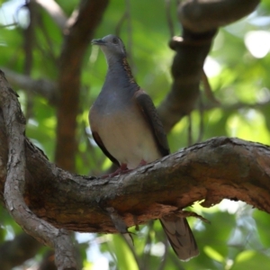 Geopelia humeralis at Capalaba, QLD - 29 Dec 2023 10:54 AM