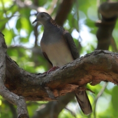 Geopelia humeralis at Capalaba, QLD - 29 Dec 2023