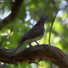 Geopelia humeralis at Capalaba, QLD - 29 Dec 2023