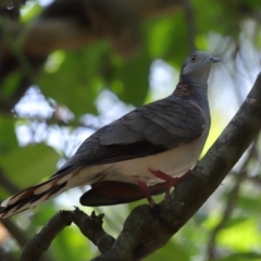 Geopelia humeralis at Capalaba, QLD - 29 Dec 2023 10:54 AM