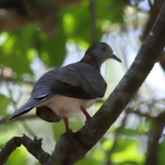 Geopelia humeralis at Capalaba, QLD - 29 Dec 2023 10:54 AM