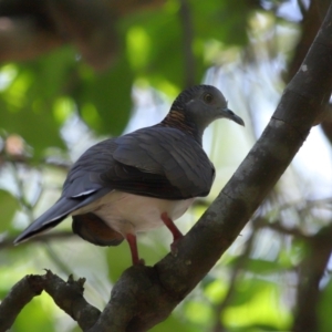 Geopelia humeralis at Capalaba, QLD - 29 Dec 2023