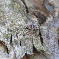 Unidentified Bristle Fly (Tachinidae) at Higgins Woodland - 6 Jan 2024 by Trevor
