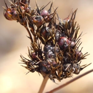 Haemodorum planifolium at Wingecarribee Local Government Area - 3 Jan 2024