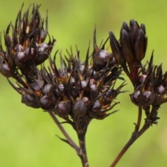 Haemodorum planifolium at Wingecarribee Local Government Area - 3 Jan 2024