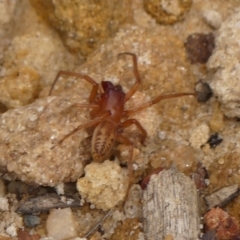 Clubiona sp. (genus) at Woodlands, NSW - 3 Jan 2024 by Curiosity