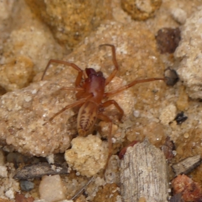 Clubiona sp. (genus) at Wingecarribee Local Government Area - 3 Jan 2024 by Curiosity