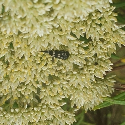 Mordella dumbrelli (Dumbrell's Pintail Beetle) at Jerrabomberra Wetlands (JWT) - 1 Dec 2023 by ChrisBenwah